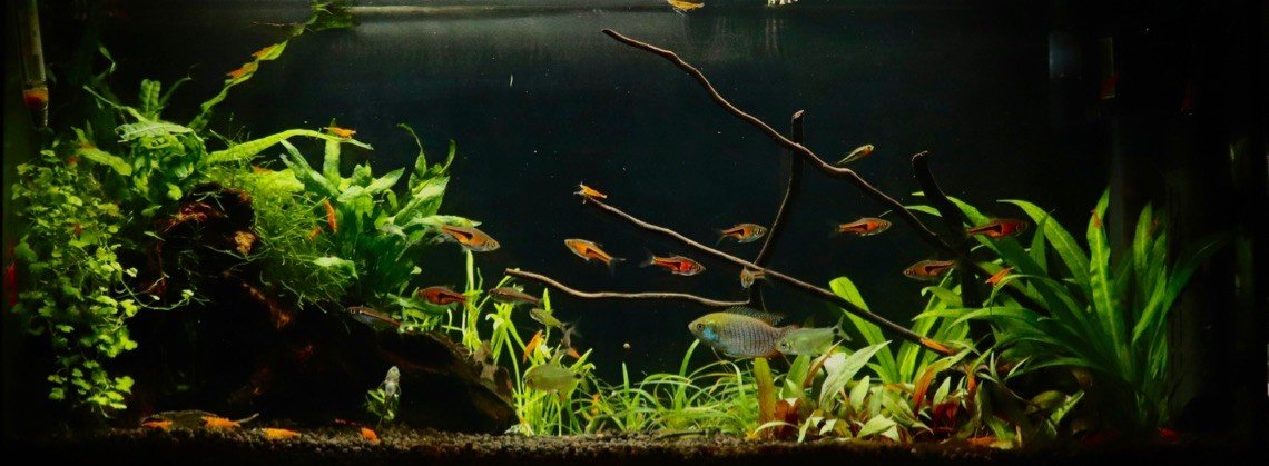 yuyu Aquariumのプロフィール | アクアネット